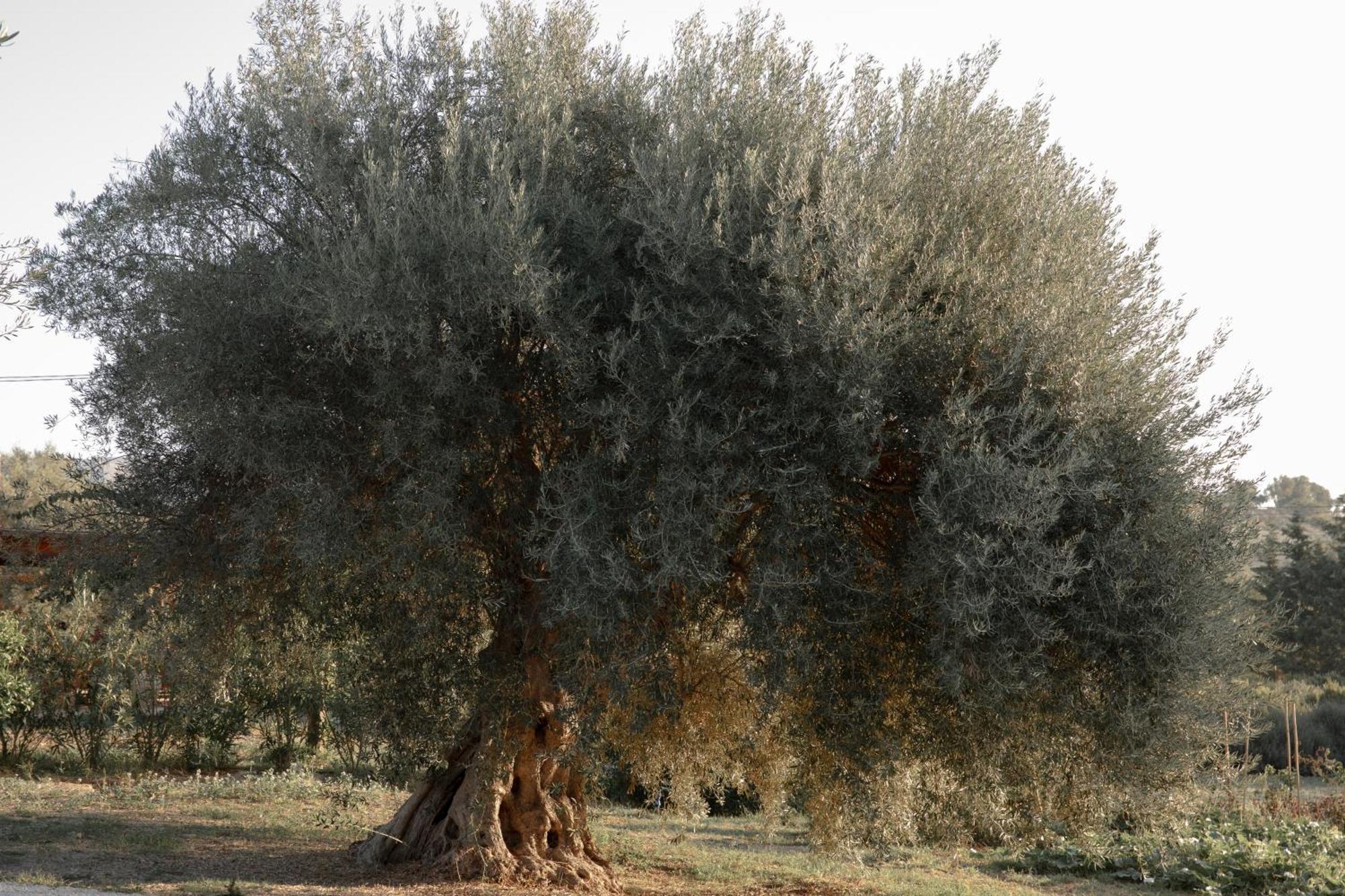 הוילה נוטו Iuta Farm מראה חיצוני תמונה